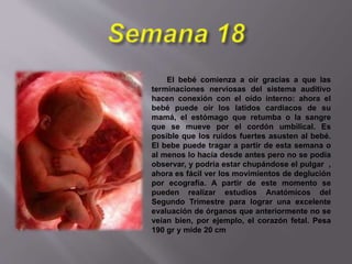 El bebé comienza a oír gracias a que las
terminaciones nerviosas del sistema auditivo
hacen conexión con el oído interno: ahora el
bebé puede oír los latidos cardiacos de su
mamá, el estómago que retumba o la sangre
que se mueve por el cordón umbilical. Es
posible que los ruidos fuertes asusten al bebé.
El bebe puede tragar a partir de esta semana o
al menos lo hacía desde antes pero no se podía
observar, y podría estar chupándose el pulgar ,
ahora es fácil ver los movimientos de deglución
por ecografía. A partir de este momento se
pueden realizar estudios Anatómicos del
Segundo Trimestre para lograr una excelente
evaluación de órganos que anteriormente no se
veían bien, por ejemplo, el corazón fetal. Pesa
190 gr y mide 20 cm
 