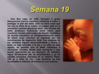 Una fina capa de vello (lanugo) y grasa
blanquecina (vernix caseoso) comienza a cubrir y
proteger la piel del bebé, esto no tiene nada que
ver con la dieta de la madre; su origen está en la
secreción cutánea glandular fetal. Los riñones del
bebé producen suficiente orina como para
mantener niveles adecuados de líquido amniótico
(el líquido amniótico es fundamentalmente orina
de bebé) cuyo volumen es regulado por los
movimientos de deglución fetal. Los órganos de
los sentidos siguen desarrollándose y ahora el
bebé es más sensible a la luz y su oído es más
agudo; es posible que el bebé comience a
reconocer sonidos desde este momento y que
pueda guardarlos en su memoria. El intestino
sigue formándose (se va canalizando) y ya es
posible encontrar meconio en su interior. Peso:
240 gr y Talla 22 cm. Las hembras ya han
acumulado 6 millones de óvulos en sus ovarios.
 