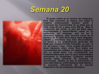 El punto medio en el camino del embarazo.
Para este momento se espera que todas la
mujeres embarazadas puedan sentir y
reconocer los movimientos de su bebé que ya
mide unos 25 cm y pesa unos 300 gr. Bajo la
protección del vernix, la piel del bebé sigue
engrosándose y desarrollando capas en su
epidermis; sin embargo, aún no se le
considera madura, esto ocurrirá cerca de la
semana 35. El bebé ahora tiene cejas delgadas,
cabello y miembros muy bien desarrollados.
La forma y las proporciones generales del
bebé son completamente humanas, ya oye, ve
luz ,se mueve, traga, orina, quizás comienza a
tener memoria, entre otras. Pero todos sus
movimientos son reflejos sin objetivo alguno y
aún no siente dolor. Los movimientos son
fundamentales para que no haya deformidades
articulares ni corporales. Cualquier pérdida
durante estas primeras 20 semanas se
denominará Aborto ya que el nacimiento en
esta edad fetal es uniformemente letal debido a
la ausencia estructural de la porción
respiratoria de los pulmones (alvéolos).
 