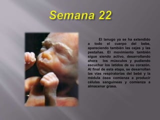 El lanugo ya se ha extendido
a todo el cuerpo del bebe,
apareciendo también las cejas y las
pestañas. El movimiento también
sigue siendo activo, desarrollando
ahora los músculos y pudiendo
escuchar los latidos de su corazón.
Al final de esta etapa, se desarrollan
las vías respiratorias del bebé y la
médula ósea comienza a producir
células sanguíneas y comienza a
almacenar grasa.
 