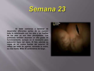 El bebé comienza a terminar de
desarrollar diferentes partes de su cuerpo:
todo lo relacionado con los ojos y las huellas
de los pies ya son bien perceptibles. Los
pulmones también alcanzan un alto grado de
funcionamiento, aunque no el necesario para
sobrevivir fuera del útero. El feto además es
capaz de oír ruidos fuertes del exterior. El
reflejo del bebé de agarrar, cerrando la mano,
es más fuerte. Mide 30 centímetros de largo.
 