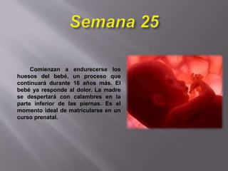 Comienzan a endurecerse los
huesos del bebé, un proceso que
continuará durante 16 años más. El
bebé ya responde al dolor. La madre
se despertará con calambres en la
parte inferior de las piernas. Es el
momento ideal de matricularse en un
curso prenatal.
 