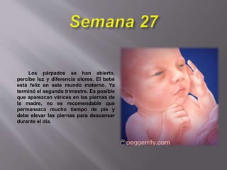Los párpados se han abierto,
percibe luz y diferencia olores. El bebé
está feliz en este mundo materno. Ya
terminó el segundo trimestre. Es posible
que aparezcan várices en las piernas de
la madre, no es recomendable que
permanezca mucho tiempo de pie y
debe elevar las piernas para descansar
durante el día.
 