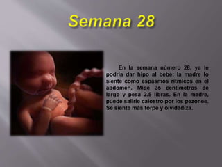 En la semana número 28, ya le
podría dar hipo al bebé; la madre lo
siente como espasmos rítmicos en el
abdomen. Mide 35 centímetros de
largo y pesa 2.5 libras. En la madre,
puede salirle calostro por los pezones.
Se siente más torpe y olvidadiza.
 