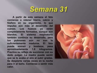 A partir de esta semana el feto
comienza a retener hierro, calcio y
fósforo en su organismo, lo que
impulsa aún más el desarrollo del
cuerpo. Los huesos ya están
completamente formados, aunque aún
blandos. El sistema respiratorio
también continúa su desarrollo, pero
los pulmones aún no son lo
suficientemente maduros. El feto
puede sonreír y bostezar, pesa
aproximadamente 1.8 kilogramos.
Practica su reflejo de succionar con su
dedo pulgar. La madre puede sentir
que se le acaba el aire al subir gradas.
Se despierta varias veces en la noche
para ir al baño. Comienza a sentir más
calor.
 