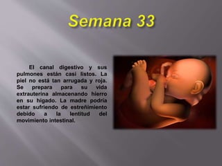 El canal digestivo y sus
pulmones están casi listos. La
piel no está tan arrugada y roja.
Se prepara para su vida
extrauterina almacenando hierro
en su hígado. La madre podría
estar sufriendo de estreñimiento
debido a la lentitud del
movimiento intestinal.
 