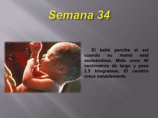 El bebé percibe el sol
cuando su mamá está
asoleándose. Mide unos 40
centímetros de largo y pesa
2.5 kilogramos. El cerebro
crece notablemente.
 