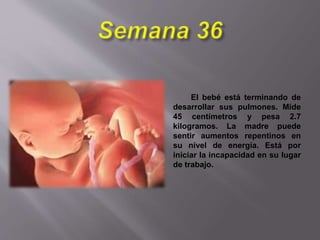 El bebé está terminando de
desarrollar sus pulmones. Mide
45 centímetros y pesa 2.7
kilogramos. La madre puede
sentir aumentos repentinos en
su nivel de energía. Está por
iniciar la incapacidad en su lugar
de trabajo.
 