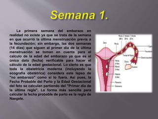 La primera semana del embarazo en
realidad no existe ya que se trata de la semana
en que ocurrió la última menstruación previa a
la fecundación; sin embargo, las dos semanas
(14 días) que siguen al primer día de la última
menstruación se toman en cuenta para el
calculo de la edad del embarazo ya que es el
único dato (fecha) verificable para hacer el
cálculo de la edad gestacional. Lo cierto es que
toda la obstetricia moderna (incluyendo la
ecografía obstétrica) considera este lapso de
"no embarazo" como si lo fuera. Así pues, la
Fecha Probable del Parto y la Edad Gestacional
del feto se calculan partiendo del "Primer día de
la última regla". La forma más sencilla para
calcular la fecha probable de parto es la regla de
Naegele.
 