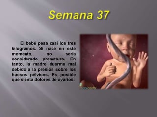 El bebé pesa casi los tres
kilogramos. Si nace en este
momento, no sería
considerado prematuro. En
tanto, la madre duerme mal
debido a la presión sobre los
huesos pélvicos. Es posible
que sienta dolores de ovarios.
 