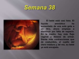 El bebé está casi listo. El
líquido amniótico ha
aumentado de una sola gota a
un litro, ahora empieza a
disminuir por falta de espacio.
En la madre, hay más flujo
vaginal y deseos de orinar.
Siente más contracciones que
de costumbre, el cuello del
útero madura y, tal vez, su bebé
ya está encajado.
 