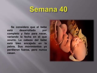 Se considera que el bebe
está desarrollado por
completo y listo para nacer,
variando la fecha en el que
ocurre. La cabeza del bebé
está bien encajada en la
pelvis. Sus movimientos ya
perdieron fuerza, pero nunca
cesan.
 