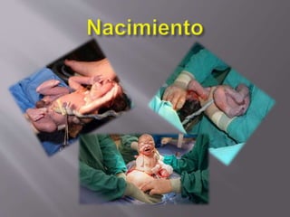 Desarrollo Embrionario