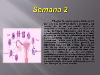 Al finalizar la segunda semana (alrededor del
día 14 del ciclo menstrual) ocurre la ovulación y eso
permite que, si hay una relación sexual sin
protección, el esperma y el óvulo se unan en la
trompa de Falopio (fecundación) para formar una
entidad unicelular llamada zigoto. Si más de un óvulo
se libera y es fertilizado, se puede hablar de múltiples
zigotos (embarazo múltiple). El zigoto tiene 46
cromosomas 23 de la mujer y 23 del hombre. Estos
cromosomas contienen el material genético que
determinará el sexo del bebé y rasgos tales como el
color de los ojos y el cabello, la altura, las
características faciales y por lo menos hasta cierto
punto la inteligencia y la personalidad.
Inmediatamente después de la fecundación, el zigoto
iniciará su viaje hacia el interior del útero a través de
las trompas de Falopio. Al mismo tiempo, se
empezará a dividir para formar rápidamente un grupo
cada vez mayor de células (mórula).
 
