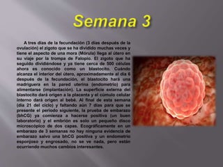 A tres días de la fecundación (3 días después de la
ovulación) el zigoto que se ha dividido muchas veces y
tiene el aspecto de una mora (Mórula) llega al útero en
su viaje por la trompa de Falopio. El zigoto que ha
seguido dividiéndose y ya tiene cerca de 500 células
ahora es conocido como un blastocito. Cuándo
alcanza el interior del útero, aproximadamente al día 6
después de la fecundación, el blastocito hará una
madriguera en la pared uterina (endometrio) para
alimentarse (implantación). La superficie externa del
blastocito dará origen a la placenta y el cúmulo celular
interno dará origen al bebé. Al final de esta semana
(día 21 del ciclo) y faltando aún 7 días para que se
presente el período siguiente, la prueba de embarazo
(bhCG) ya comienza a hacerse positiva (un buen
laboratorio) y el embrión es solo un pequeño disco
microscópico de dos capas. Ecográficamente en un
embarazo de 3 semanas no hay ninguna evidencia de
embarazo salvo una bhCG positiva y un endometrio
esponjoso y engrosado, no se ve nada, pero están
ocurriendo muchos cambios interesantes.
 