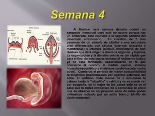 Al finalizar esta semana debería ocurrir un
sangrado menstrual pero este no ocurre porque hay
un embarazo, esta equivale a la segunda semana del
desarrollo embrionario. En cuestión de 7 días
pasamos de un cúmulo de células a una estructura
bien diferenciada con células externas (placenta y
membranas) e internas (cúmulo embrionario de tres
láminas que dará origen a diversos órganos y tejidos).
La organización y la división celular es tan rápida que
para el final de esta cuarta semana el rudimento básico
ya se está formando, especialmente en lo que
concierne al cerebro, la médula espinal, sistema
musculo-esquelético y el sistema cardiovascular (entre
otros). Comienza el período de mayor susceptibilidad
teratogénico (malformación por agentes externos) del
bebé. El embrión mide menos de 1 mm(desde la
cabeza hasta la "rabadilla" o rabito) y no se puede ver
por ecografía, en el mejor de los casos solo se ve el
saco que lo rodea (embarazo de 4 semanas); lo único
que se observa es un pequeño saco de unos pocos
milímetros rodeado por un anillo blanco. (Anillo de
doble contorno).
 