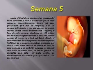 Hacia el final de la semana 5 el corazón del
bebé comienza a latir y el embrión ya se hace
evidente, ecográficamente, dentro del saco
gestacional (1-3 mm de longitud). Con un
equipo sofisticado y por vía vaginal se puede
incluso oír los latidos embrionarios (Doppler) al
final de esta semana, alrededor de 100 latidos
por minuto; ecográficamente el corazón parece
ocupar al menos la mitad del bebé. Desde el
punto de vista embriológico el extremo superior
(cefálico) de la columna vertebral (conocido por
ahora como tubo neural) se cierra al final de
esta semana y el embrión empieza a adquirir
una forma de media luna, de hecho, parece un
animalito con cola. El bulto central es
efectivamente el corazón y ocupa casi el 25%
del embrión.
 