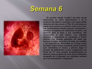 El extremo caudal ("colita") del tubo neural
embrionario se cierra determinando o no la
presencia del defecto conocido como espina bífida
(defectos del tubo neural o DTN). El crecimiento es
rápido esta semana y el embrión mide unos 4 mm.
Las características faciales básicas comenzarán a
aparecer, incluyendo los rudimentos oculares, una
apertura para la boca y los corredores que
compondrán el oído interior. Los sistemas
digestivo y respiratorio se comienzan a formar
también. Los bloques pequeños del tejido que
formará su tejido conjuntivo de bebé, las costillas
y los músculos se desarrollan en la línea media
del bebé. Cuatro brotes pequeños pronto crecerán
para convertirse en brazos y piernas. Sigue el
proceso de doblamiento ventral adquiriendo una
forma de "C" muy cerrada. Ecográficamente se
observa como un grano de unos pocos milímetros
(ecografía de 6 semanas) con actividad cardiaca
pero sin movimientos "corporales"
 