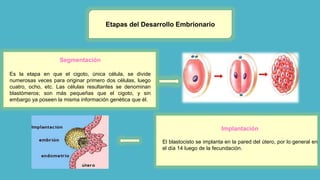 Etapas del Desarrollo Embrionario
Segmentación
Es la etapa en que el cigoto, única célula, se divide
numerosas veces para originar primero dos células, luego
cuatro, ocho, etc. Las células resultantes se denominan
blastómeros; son más pequeñas que el cigoto, y sin
embargo ya poseen la misma información genética que él.
Implantación
El blastocisto se implanta en la pared del útero, por lo general en
el día 14 luego de la fecundación.
 