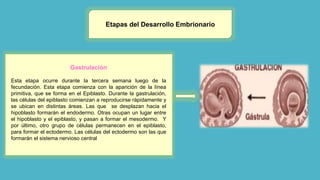 Etapas del Desarrollo Embrionario
Gastrulación
Esta etapa ocurre durante la tercera semana luego de la
fecundación. Esta etapa comienza con la aparición de la línea
primitiva, que se forma en el Epiblasto. Durante la gastrulación,
las células del epiblasto comienzan a reproducirse rápidamente y
se ubican en distintas áreas. Las que se desplazan hacia el
hipoblasto formarán el endodermo. Otras ocupan un lugar entre
el hipoblasto y el epiblasto, y pasan a formar el mesodermo. Y
por último, otro grupo de células permanecen en el epiblasto,
para formar el ectodermo. Las células del ectodermo son las que
formarán el sistema nervioso central
 