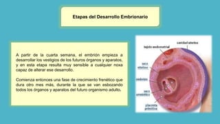 Etapas del Desarrollo Embrionario
A partir de la cuarta semana, el embrión empieza a
desarrollar los vestigios de los futuros órganos y aparatos,
y en esta etapa resulta muy sensible a cualquier noxa
capaz de alterar ese desarrollo.
Comienza entonces una fase de crecimiento frenético que
dura otro mes más, durante la que se van esbozando
todos los órganos y aparatos del futuro organismo adulto.
 