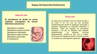 Etapas del Desarrollo Embrionario
Segundo mes
El mesodermo se divide en varios
subtipos, encargados de formar
diferentes estructuras:
 Mesodermo cordado:.
 Mesodermo dorsal somítico.
 Mesodermo intermedio.
 Mesodermo latero-ventral.
 Mesodermo precordal.
 El endodermo
Tercer mes
En este mes el embrión toma el nombre de feto y
ya mide 9 cm. En una de sus primeras
transformaciones pierde la apariencia asexuada y
presenta nítidamente su condición masculina o
femenina. Todos los órganos se encuentran
formados y de ahí en adelante sólo deberán
perfeccionarse. La placenta funciona
perfectamente, uniendo al feto con la madre.
Disminuyen los riesgos de aborto y el feto aumenta
su resistencia contra agentes agresores.
 
