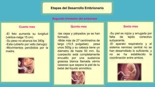 Etapas del Desarrollo Embrionario
Segundo trimestre del embarazo
Cuarto mes
-El feto aumenta su longitud
(vértice-nalga 15 cm)
-Su peso no alcanza los 340g
-Esta cubierto por vello (lanugo)
-Movimientos percibidos por la
madre.
Quinto mes
-las cejas y párpados ya se han
formado.
-Mide más de 27 centímetros de
largo (10,5 pulgadas) pesa
unos 500g y su cabeza tiene un
diámetro de hasta 50 mm. Su
cuerpecito está completamente
envuelto por una sustancia
grasosa blanca llamada vérnix
caseoso que separa la piel de tu
bebé del líquido amniótico.
Sexto mes
-Su piel es rojiza y arrugada por
falta de tejido conectivo
subyacente.
-El aparato respiratorio y el
sistema nervioso central no se
han desarrollado lo suficiente, y
no se ha establecido la
coordinación entre ambos.
 