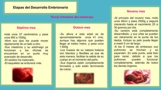 Etapas del Desarrollo Embrionario
Tercer trimestre del embarazo
Séptimo mes
mide unos 37 centímetros y pesa
unos 900 a 1000g.
-Abre sus ojos los puede mover
rápidamente de un lado a otro.
-Sus intestinos y su estómago ya
funcionan y los riñones se
encuentran en un punto muy
avanzado de desarrollo.
-El cerebro ha madurado.
-El esqueleto se endurece más.
Octavo mes
-Su altura a esta edad es de
aproximadamente unos 41 cms,
aunque hay algunos que pueden
llegar al medio metro, y pesa unos
1.600g
-Los huesos de su cabeza todavía
son blandos y flexibles ya que de
esta manera, facilitan la salida de su
cuerpo en el momento del parto.
-Sus órganos están completamente
formados y solo están terminando
de crecer.
Noveno mes
-Al principio del noveno mes, mide
unos 46cm y pesa 2500g y seguirá
creciendo hasta el nacimiento 25 a
30 gramos por día.
-Su cerebro está completamente
desarrollado, y sus uñas se pueden
ver claramente en la punta de los
dedos. Incluso su pelo puede llegar
a medir 5 cm de largo.
-A los 9 meses de embarazo sus
pulmones se hinchan y se
expanden. En este punto, está listo
para nacer, debido a que los
pulmones pueden funcionar
completamente, además de todos
los demás órganos.
 