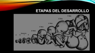 ETAPAS DEL DESARROLLO
 
