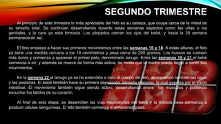 SEGUNDO TRIMESTRE
Al principio de este trimestre lo más apreciable del feto es su cabeza, que ocupa cerca de la mitad de
su tamaño total. Se continúan desarrollando durante estas semanas aspectos como las uñas o los
genitales, y la cara ya está formada. Los párpados cierran los ojos del bebé, y hasta la 28 semana
permanecerán así.
El feto empieza a hacer sus primeros movimientos entre las semanas 15 y 18. A estas alturas, el feto
ya tiene una medida cercana a los 18 centímetros y pesa cerca de 200 gramos. Los huesos se vuelven
más duros y comienza a aparecer el primer pelo, denominado lanugo. Entre las semanas 19 y 21 el bebé
comienza a oír, y además se mueve de forma más activa, de modo que la madre puede llegar a sentir sus
movimientos.
En la semana 22 el lanugo ya se ha extendido a todo el cuerpo del feto, apareciendo también las cejas
y las pestañas. El bebé también hace su primera deposición, llamada meconio, la cual expulsa por el tracto
intestinal. El movimiento también sigue siendo activo, desarrollando ahora los músculos y pudiendo
escuchar los latidos de su corazón.
Al final de esta etapa, se desarrollan las vías respiratorias del bebé y la médula ósea comienza a
producir células sanguíneas. El feto también comienza a almacenar grasa.
 