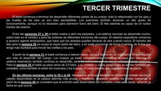 TERCER TRIMESTRE
El bebé comienza a terminar de desarrollar diferentes partes de su cuerpo: todo lo relacionado con los ojos y
las huellas de los pies ya son bien perceptibles. Los pulmones también alcanzan un alto grado de
funcionamiento, aunque no el necesario para sobrevivir fuera del útero. El feto además es capaz de oír ruidos
fuertes del exterior.
Entre las semanas 27 y 30 el bebé vuelve a abrir los párpados, y el sistema nervioso se desarrolla mucho,
sobre todo en el cerebro y para las órdenes de diferentes funciones del cuerpo. El sistema respiratorio comienza
a producir agente tensioactivo, que hace que los alveolos puedan llenarse de aire cuando nazca. El tamaño del
feto para la semana 28 ya ocupa la mayor parte del útero, y se suele posicionar de forma invertida, de forma que
tenga más facilidad para mover las rodillas y los pies.
A partir de la semana 31 el bebé comienza a retener hierro, calcio y fósforo en su organismo, lo que impulsa
aún más el desarrollo del cuerpo. Los huesos ya están completamente formados, aunque aún blandos. El
sistema respiratorio también continúa su desarrollo, pero los pulmones aún no son lo suficientemente maduros.
Para la semana 35 el bebé ya pesa cerca de 2,5 kilos, y su corazón y vasos sanguíneos ya se han formado por
completo, como también lo están los músculos y los huesos. El bebé además adquiere patrones de sueño.
En las últimas semanas, entre la 38 y la 40, desaparece el lanugo excepto de hombros y brazos, siendo el
cabello desarrollado en la cabeza además más grueso y resistente. Aparecen también los brotes mamarios. A
partir de la semana 40 se considera que el embrión está desarrollado por completo y listo para nacer, variando la
fecha en que ocurre.
 