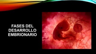 FASES DEL
DESARROLLO
EMBRIONARIO
 