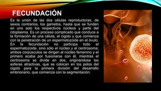 FECUNDACIÓN
Es la unión de las dos células reproductoras, de
sexos contrarios, los gametos, hasta que se funden
en uno solo los respectivos núcleos y parte del
citoplasma. Es un proceso complicado que conduce a
la formación de una célula, el cigoto y que comienza
con la penetración de un espermatozoide en el óvulo.
En la fecundación no participa todo el
espermatozoide, sino sólo el núcleo y el centrosoma;
ambos corpúsculos se dirigen al núcleo femenino y el
primero acaba por fusionarse con él, mientras el
centrosoma se divide en dos, originándose las
esferas atractivas, que se colocan en los polos del
cigoto para la primera división del desarrollo
embrionario, que comienza con la segmentación.
 