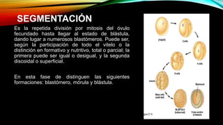 SEGMENTACIÓN
Es la repetida división por mitosis del óvulo
fecundado hasta llegar al estado de blástula,
dando lugar a numerosos blastómeros. Puede ser,
según la participación de todo el vitelo o la
distinción en formativo y nutritivo, total o parcial; la
primera puede ser igual o desigual, y la segunda
discoidal o superficial.
En esta fase de distinguen las siguientes
formaciones: blastómero, mórula y blástula.
 