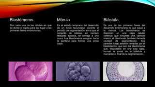 Blastómeros
Son cada una de las células en que
se divide el cigoto para dar lugar a las
primeras fases embrionarias.
Mórula
Es el estado temprano del desarrollo
de un óvulo fecundado, durante el
período de segmentación, en el que el
conjunto de células, en número
reducido todavía, se semeja a una
mora. Los blastómeros emigran hacia
la periferia para formar una única
capa.
Blástula
Es una de las primeras fases del
desarrollo embrionario; la que sique a
la mórula. Los blastómeros se
disponen en una capa celular
continua que circunda una cavidad
interior, el blastócele, también llamada
cavidad de segmentación. Sus
paredes luego estarán cerradas por el
blastodermo, que son los blastómeros
que, dispuestos en una sola capa,
forman la pared de la blástula y
marcarán el final de la segmentación..
 