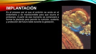 IMPLANTACIÓN
Es el proceso por el que el embrión se ancla en el
endometrio y es imprescindible para que ocurra el
embarazo. A partir de ese momento se comenzará a
formar la placenta para permitir la nutrición, sustento
y protección del futuro bebé durante la gestación.
 