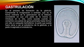 GASTRULACIÓN
Es el proceso de formación de la gástrula.
Comprende la invaginación o embolia, que es la
forma ordinaria de la gastrulación de la blástula,
consistente en que una parte de la misma se
introduce en la otra, como sucede cuando se
comprime una pelota de goma pinchada hasta formar
con ella un casquete hemisférico: la parte que queda
fuera viene a ser el ectodermo de la gástrula, y la
parte invaginada el endodermo.
 