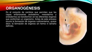 ORGANOGÉNESIS
Es el conjunto de cambios que permiten que las
capas embrionarias (ectodermo, mesodermo y
endodermo) se transformen en los diferentes órganos
que conforman un organismo. Antes de este proceso
ocurre la formación de órganos rudimentarios, quiere
decir, la formación de órganos sin forma ni tamaño
definido.
 