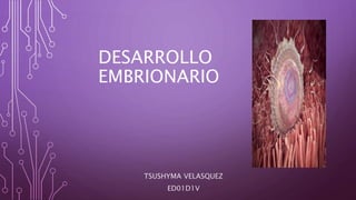 DESARROLLO
EMBRIONARIO
TSUSHYMA VELASQUEZ
ED01D1V
 