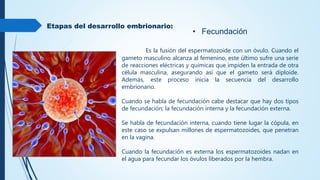 Etapas del desarrollo embrionario:
• Fecundación
Es la fusión del espermatozoide con un óvulo. Cuando el
gameto masculino alcanza al femenino, este último sufre una serie
de reacciones eléctricas y químicas que impiden la entrada de otra
célula masculina, asegurando así que el gameto será diploide.
Además, este proceso inicia la secuencia del desarrollo
embrionario.
Cuando se habla de fecundación cabe destacar que hay dos tipos
de fecundación; la fecundación interna y la fecundación externa.
Se habla de fecundación interna, cuando tiene lugar la cópula, en
este caso se expulsan millones de espermatozoides, que penetran
en la vagina.
Cuando la fecundación es externa los espermatozoides nadan en
el agua para fecundar los óvulos liberados por la hembra.
 