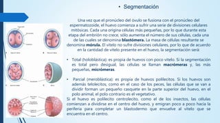 • Segmentación
Una vez que el pronúcleo del óvulo se fusiona con el pronúcleo del
espermatozoide, el huevo comienza a sufrir una serie de divisiones celulares
mitósicas. Cada una origina células más pequeñas, por lo que durante esta
etapa del embrión no crece, sólo aumenta el número de sus células, cada una
de las cuales se denomina blastómera. La masa de células resultante se
denomina mórula. El vitelo no sufre divisiones celulares, por lo que de acuerdo
en la cantidad de vitelo presente en el huevo, la segmentación será:
• Total (holoblástica): es propia de huevos con poco vitelo. Si la segmentación
es total pero desigual, las células se llaman macrómeras y, las más
pequeñas, micrómeras.
• Parcial (meroblástica): es propia de huevos polilecitos. Si los huevos son
además telolecitos, como en el caso de los peces, las células que se van a
dividir forman un pequeño casquete en la parte superior del huevo, en el
polo animal, el polo contrario es el vegetativo.
Si el huevo es polilecito centrolecito, como el de los insectos, las células
comienzan a dividirse en el centro del huevo, y emigran poco a poco hacia la
periferia para completar un blastodermo que envuelve al vitelo que se
encuentra en el centro.
 