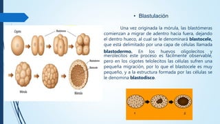 • Blastulación
Una vez originada la mórula, las blastómeras
comienzan a migrar de adentro hacia fuera, dejando
el dentro hueco, al cual se le denominará blastocele,
que está delimitado por una capa de células llamada
blastodermo. En los huevos oligolecitos y
merolecitos este proceso es fácilmente observable,
pero en los cigotes telolecitos las células sufren una
pequeña migración, por lo que el blastocele es muy
pequeño, y a la estructura formada por las células se
le denomina blastodisco.
 
