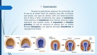 • Gastrulación
Durante la gastrulación aparecen los primordios de
lo que en el adulto serán los órganos; para ello, la bástula,
que poseía una capa de células, sufre una reestructuración
que la lleva a tener inicialmente dos capas: el ectodermo
(más externa) y el endodermo (más interna), entre las cuales
aparecerá una cavidad nueva, el arqueterón o intestino
primitivo, el cual se comunica al exterior por un orificio
llamado blastoporo, y en algunos animales mesodermo, la
capa germinal media.
 