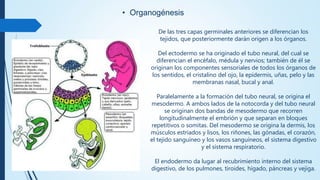 • Organogénesis
De las tres capas germinales anteriores se diferencian los
tejidos, que posteriormente darán origen a los órganos.
Del ectodermo se ha originado el tubo neural, del cual se
diferencian el encéfalo, médula y nervios; también de él se
originan los componentes sensoriales de todos los órganos de
los sentidos, el cristalino del ojo, la epidermis, uñas, pelo y las
membranas nasal, bucal y anal.
Paralelamente a la formación del tubo neural, se origina el
mesodermo. A ambos lados de la notocorda y del tubo neural
se originan dos bandas de mesodermo que recorren
longitudinalmente el embrión y que separan en bloques
repetitivos o somitas. Del mesodermo se origina la dermis, los
músculos estriados y lisos, los riñones, las gónadas, el corazón,
el tejido sanguíneo y los vasos sanguíneos, el sistema digestivo
y el sistema respiratorio.
El endodermo da lugar al recubrimiento interno del sistema
digestivo, de los pulmones, tiroides, hígado, páncreas y vejiga.
 
