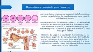 Desarrollo embrionario de seres humanos
La primera división celular comienza después de la fecundación, y
continua hasta el séptimo día, cuando se encuentra en etapa de
mórula y llega al útero.
A su llegada al útero, las células han migrado y se ha formado el
blastocisto, en el cual se puede apreciar el blastocele. La pared
más externa del blastocisto se denomina trofoblasto, y más
adelante originará a la placenta; el grupo más interno de la célula
dará lugar al embrión.
El séptimo día luego de la fecundación el embrión se pone en
contacto con las paredes del útero y las células del trofoblasto
secretan enzimas que la corroen, de forma que el blastocisto se
entierra lentamente en el útero, mientras encima de él se forma
inicialmente un coágulo, y luego un tejido cicatrizal que asegura
su permanencia en el endometrio.
 
