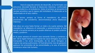 Hacia la segunda semana de desarrollo, se ha formado una
estructura discoidal llamada el blastocisto bilaminar, conformado
por el ectodermo y el endodermo. Sobre el primero se encuentro la
cavidad amniótica, que lo separa del trofoblasto. El blastocele se ha
trasformado en el saco vitelino.
En la tercera semana se forma el mesodermo de células
provenientes del ectodermo, denominándose ahora blastocisto
trilaminar.
Este disco se curva hasta formar un tubo a la cuarta semana. Del
mesodermo se diferencia el notocordio y posteriormente el tubo
neural; a la quinta semana ya se puede observar el cerebro anterior,
medio y posterior.
En la sexta semana el corazón esta tomando forma y comienza a
latir. De la región faríngea se originan los sacos faríngeos, los surcos
branquiales y los arcos branquiales; de los sacos faríngeos se
originan las yemas pulmonares. Al final del primer mes de gestación
aparecen los primordios de las extremidades y la cara, el embrión
comienza a verse más humano.
 