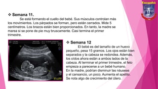  Semana 11.
Se está formando el cuello del bebé. Sus músculos controlan más
los movimientos. Los párpados se forman, pero están cerrados. Mide 5
centímetros. Los brazos están bien proporcionados. En tanto, la madre se
marea si se pone de pie muy bruscamente. Casi termina el primer
trimestre.
 Semana 12
El bebé es del tamaño de un huevo
pequeño, pesa 15 gramos. Los ojos están bien
separados y la cabeza se redondea. Además,
los oídos ahora están a ambos lados de la
cabeza. Al terminar el primer trimestre, el feto
empieza a parecerse a un bebé humano.
En la madre, podrían disminuir las náuseas
y el cansancio, un poco. Aumenta el apetito.
Se nota algo de crecimiento del útero.
 