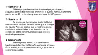  Semana 18
El bebé ya podría estar chupándose el pulgar y tragando
pequeñas cantidades de líquido amniótico, lo cual es normal. Su tamaño
puede ser de 20 centímetros y pesa alrededor de 300 gramos.
 Semana 19
Se empieza a formar sobre la piel del bebé
una sustancia sebácea llamada vernix que le protege
del líquido. Aquí, es posible que la madre ya sienta
movimientos de su bebé, pues éste dispone de
espacio de sobra para moverse; aunque a veces
resulta imperceptible.
 Semana 20
El bebé puede medir 23-25 centímetros,
ha alcanzado la mitad del tamaño que tendrá al nacer.
En la madre, podría sobresalir su ombligo y los senos
se sienten pesados.
 