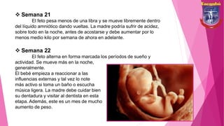  Semana 21
El feto pesa menos de una libra y se mueve libremente dentro
del líquido amniótico dando vueltas. La madre podría sufrir de acidez,
sobre todo en la noche, antes de acostarse y debe aumentar por lo
menos medio kilo por semana de ahora en adelante.
 Semana 22
El feto alterna en forma marcada los períodos de sueño y
actividad. Se mueve más en la noche,
generalmente.
El bebé empieza a reaccionar a las
influencias externas y tal vez lo note
más activo si toma un baño o escucha
música ligera. La madre debe cuidar bien
su dentadura y visitar al dentista en esta
etapa. Además, este es un mes de mucho
aumento de peso.
 
