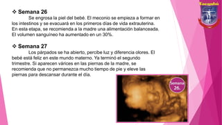  Semana 26
Se engrosa la piel del bebé. El meconio se empieza a formar en
los intestinos y se evacuará en los primeros días de vida extrauterina.
En esta etapa, se recomienda a la madre una alimentación balanceada.
El volumen sanguíneo ha aumentado en un 30%.
 Semana 27
Los párpados se ha abierto, percibe luz y diferencia olores. El
bebé está feliz en este mundo materno. Ya terminó el segundo
trimestre. Si aparecen várices en las piernas de la madre, se
recomienda que no permanezca mucho tiempo de pie y eleve las
piernas para descansar durante el día.
 